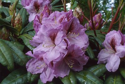 Copyright 2001 Downs' Rhododendrons