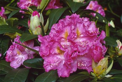 Copyright 2001 Downs' Rhododendrons