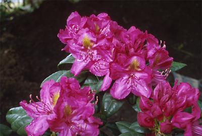 Copyright 2001 Downs' Rhododendrons
