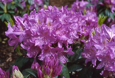 Copyright 2001 Downs' Rhododendrons