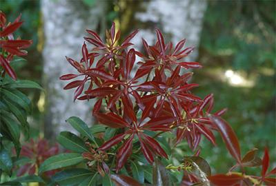 Copyright 2001 Downs' Rhododendrons