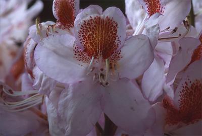 Copyright 2001 Downs' Rhododendrons
