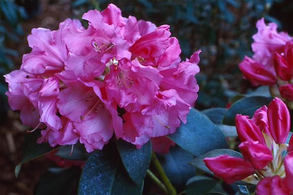 Copyright 2002 Downs' Rhododendrons