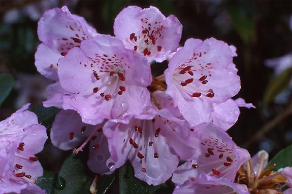 Copyright 2002 Downs' Rhododendrons