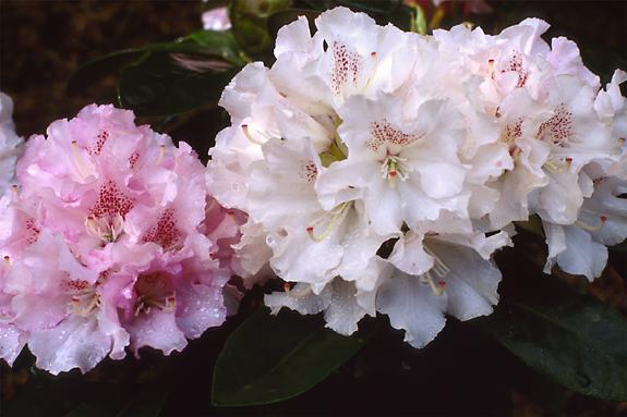 Copyright 2002 Downs' Rhododendrons