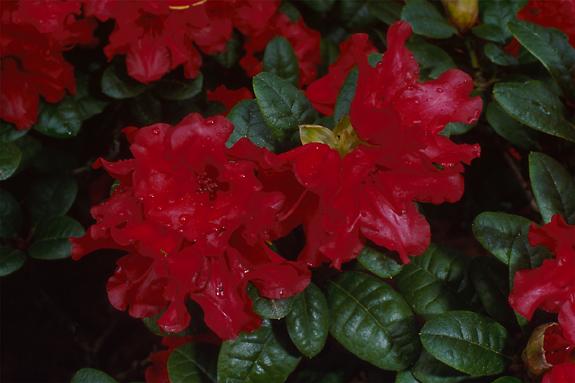 Copyright 2002 Downs' Rhododendrons