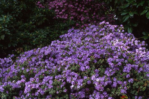 Copyright 2002 Downs' Rhododendrons