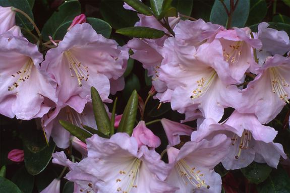 Copyright 2002 Downs' Rhododendrons
