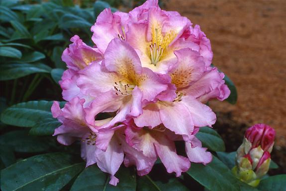 Copyright 2002 Downs' Rhododendrons