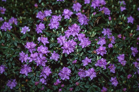 Copyright 2002 Downs' Rhododendrons