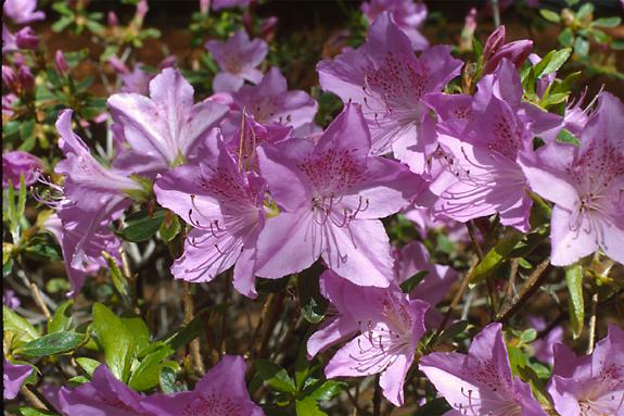 Copyright 2002 Downs' Rhododendrons