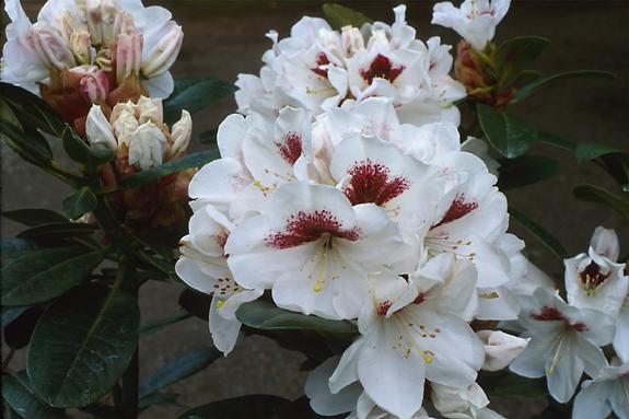 Copyright 2002 Downs' Rhododendrons