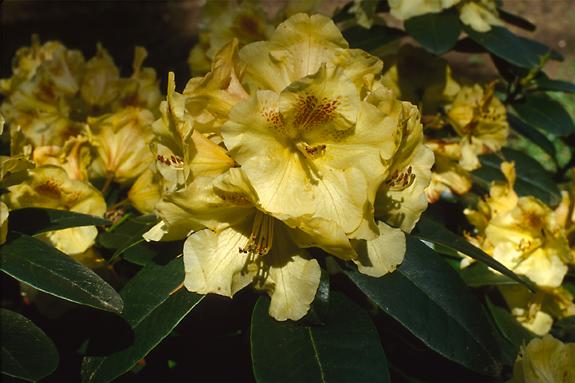 Copyright 2002 Downs' Rhododendrons