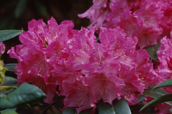 Copyright 2002 Downs' Rhododendrons