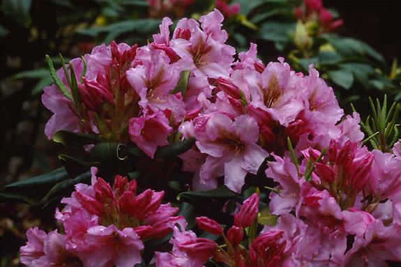 Copyright 2002 Downs' Rhododendrons