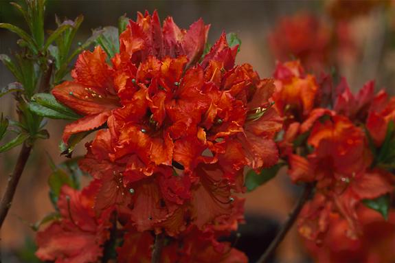 Copyright 2002 Downs' Rhododendrons