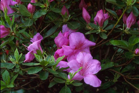 Copyright 2002 Downs' Rhododendrons