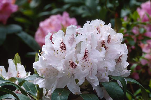 Copyright 2002 Downs' Rhododendrons