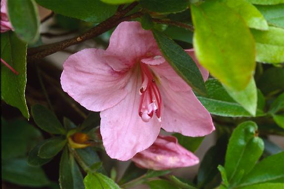 Copyright 2002 Downs' Rhododendrons
