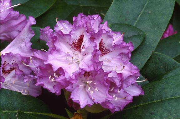 Copyright 2002 Downs' Rhododendrons