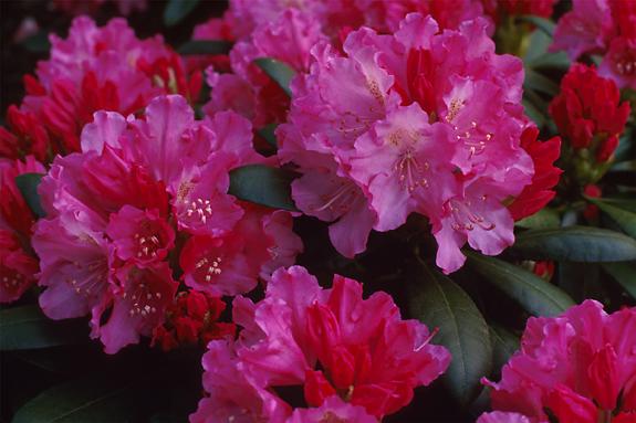 Copyright 2002 Downs' Rhododendrons
