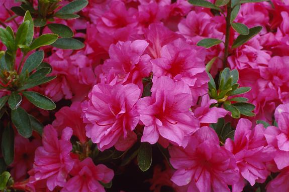 Copyright 2002 Downs' Rhododendrons