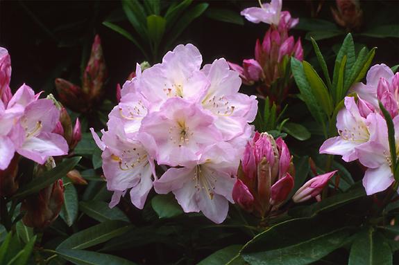 Copyright 2002 Downs' Rhododendrons