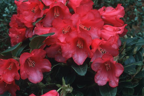 Copyright 2002 Downs' Rhododendrons