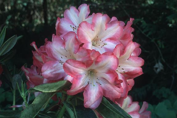 Copyright 2002 Downs' Rhododendrons