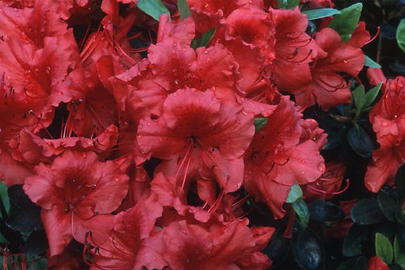 Copyright 2002 Downs' Rhododendrons