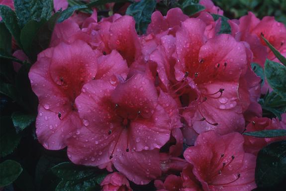 Copyright 2002 Downs' Rhododendrons