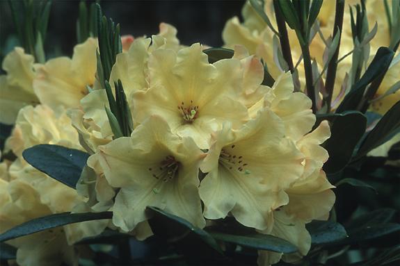 Copyright 2002 Downs' Rhododendrons