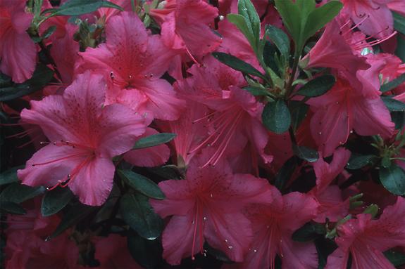 Copyright 2002 Downs' Rhododendrons