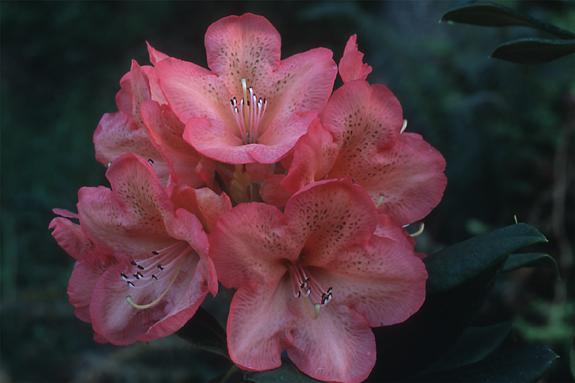 Copyright 2002 Downs' Rhododendrons