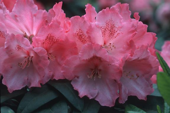 Copyright 2002 Downs' Rhododendrons