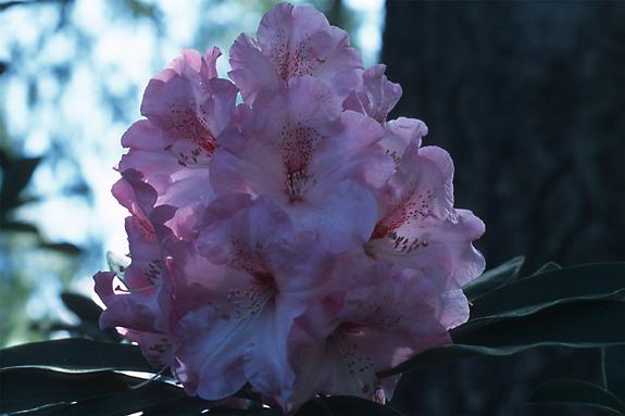Copyright 2002 Downs' Rhododendrons