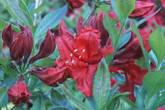 Copyright 2002 Downs' Rhododendrons