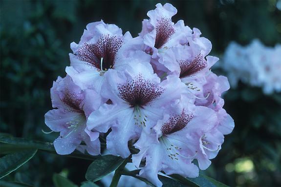 Copyright 2002 Downs' Rhododendrons