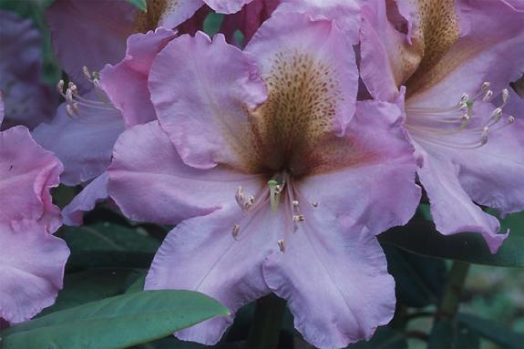 Copyright 2002 Downs' Rhododendrons