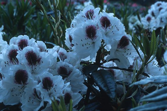 Copyright 2002 Downs' Rhododendrons