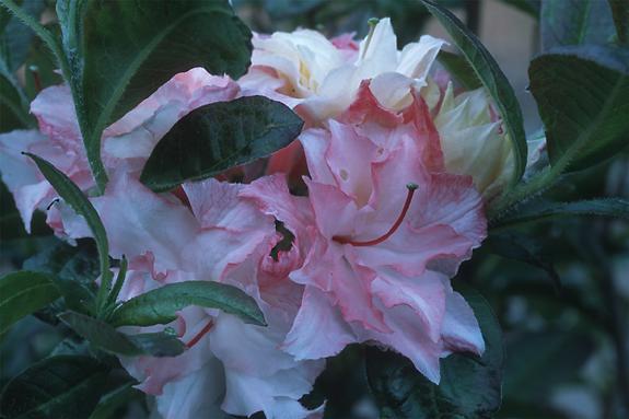 Copyright 2002 Downs' Rhododendrons