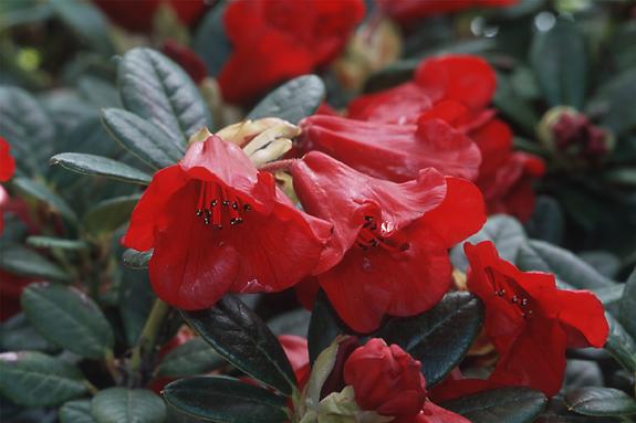 Copyright 2002 Downs' Rhododendrons