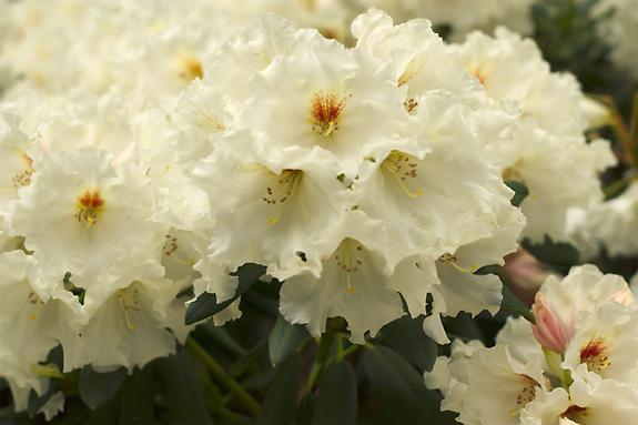Copyright 2002 Downs' Rhododendrons