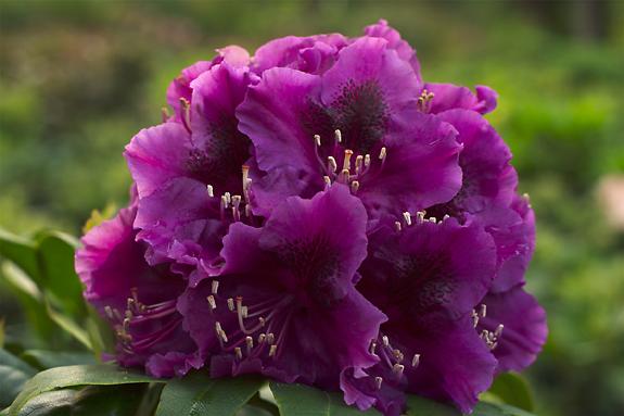 Copyright 2002 Downs' Rhododendrons