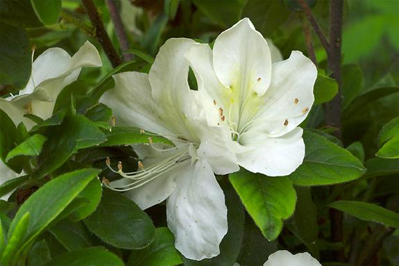 Copyright 2002 Downs' Rhododendrons