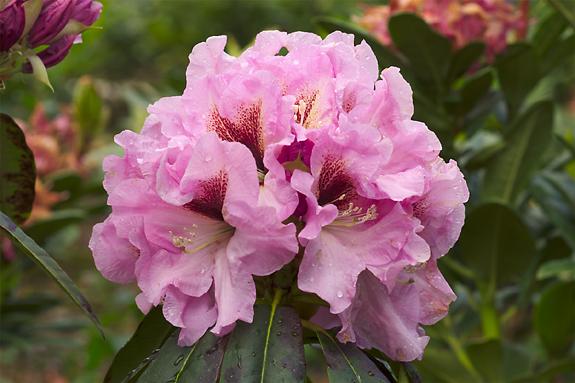 Copyright 2002 Downs' Rhododendrons