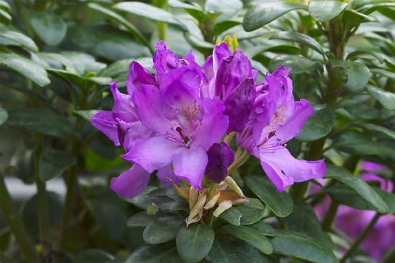 Copyright 2002 Downs' Rhododendrons